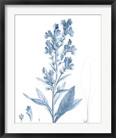 Framed Antique Botanical in Blue III