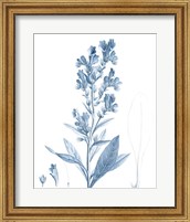 Framed Antique Botanical in Blue III