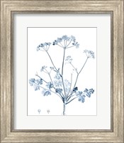 Framed Antique Botanical in Blue IV