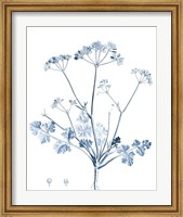 Framed Antique Botanical in Blue IV