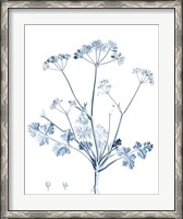 Framed Antique Botanical in Blue IV