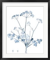 Framed Antique Botanical in Blue IV