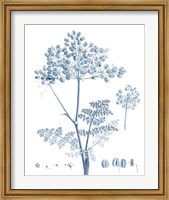 Framed Antique Botanical in Blue VI