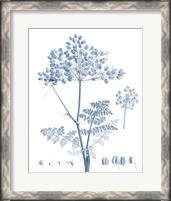 Framed 'Antique Botanical in Blue VI' border=