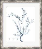 Framed Antique Botanical in Blue VII