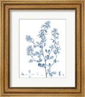 Framed Antique Botanical in Blue VIII