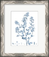 Framed 'Antique Botanical in Blue VIII' border=