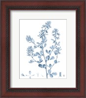 Framed Antique Botanical in Blue VIII