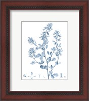 Framed 'Antique Botanical in Blue VIII' border=
