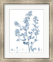 Framed 'Antique Botanical in Blue VIII' border=