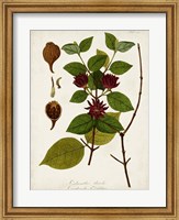 Framed Antique Greenery I