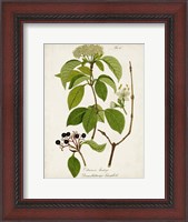 Framed Antique Greenery IV