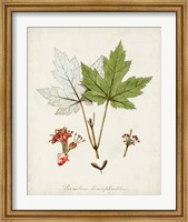 Framed Antique Tree Study I