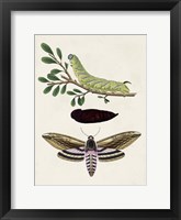 Framed Caterpillar & Moth I