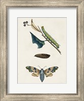Framed Caterpillar & Moth II