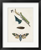 Framed Caterpillar & Moth II