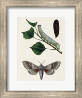 Framed Caterpillar & Moth III