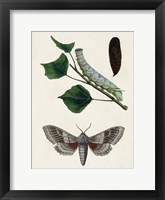 Framed Caterpillar & Moth III