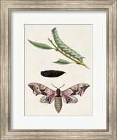 Framed Caterpillar & Moth IV