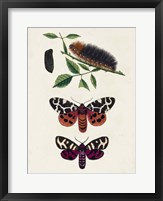 Framed Caterpillar & Moth V
