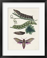 Framed Caterpillar & Moth VI