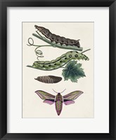 Framed Caterpillar & Moth VI