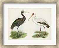 Framed Antique Waterbirds I