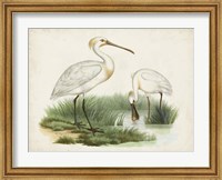 Framed Antique Waterbirds III