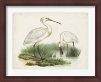Framed Antique Waterbirds III