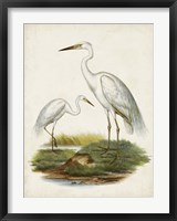 Framed Antique Waterbirds V