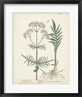 Framed Antique Herbs I