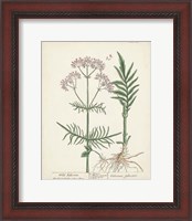 Framed 'Antique Herbs I' border=