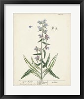 Framed Antique Herbs II