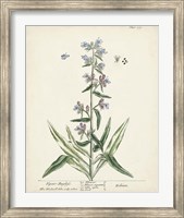 Framed Antique Herbs II
