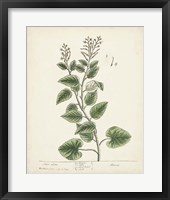 Framed Antique Herbs III