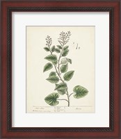 Framed Antique Herbs III