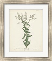 Framed Antique Herbs IV