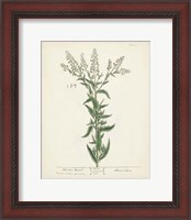 Framed Antique Herbs IV