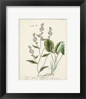 Framed 'Antique Herbs V' border=