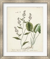 Framed Antique Herbs V