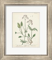 Framed 'Antique Herbs VI' border=