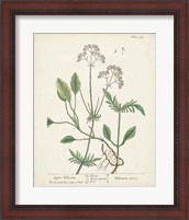 Framed Antique Herbs VI