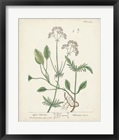 Framed Antique Herbs VI