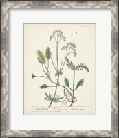 Framed Antique Herbs VI