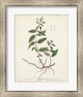 Framed Antique Herbs VII