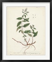Framed Antique Herbs VII