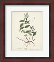 Framed Antique Herbs VII