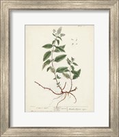 Framed 'Antique Herbs VII' border=