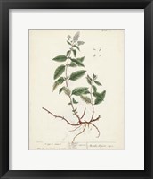Framed 'Antique Herbs VII' border=