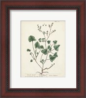 Framed 'Antique Herbs VIII' border=